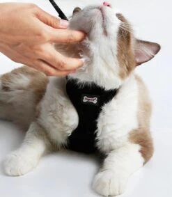 Kattenharnas - Harnas Voor Katten - Kattentuigje Met Looplijn - Zwart -Kattenbenodigdheden Winkel 1049x1200 6