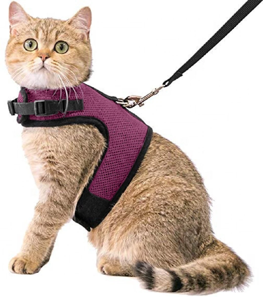 Kattentuigje Met Leiband Riem Kattenharnas Paars Maat M Kat & Kitten - Dieren Kattenriem - Cat Leash - Halsomvang 20 Tot 26cm - Borstomvang 30 Tot 34cm - Zootic® 1 Kattentuigje Met Leiband Riem Kattenharnas Paars Maat M Kat & Kitten - Dieren Kattenriem - Cat Leash - Halsomvang 20 Tot 26cm - Borstomvang 30 Tot 34cm - Zootic®