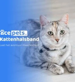 ACE Pets Reflecterende Kattenhalsband Met Veiligheidssluiting – Halsband Kat & Kitten - Met Adreskoker - Kittenhalsband & Kattenbandje Met Belletje - Zwart -Kattenbenodigdheden Winkel 1096x1200 2