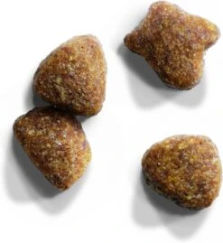 Iams Cat Adult - Lam - Kattenvoer - 10 Kg -Kattenbenodigdheden Winkel 1102x1200