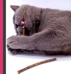 Make Me Purr Matatabi Sticks (5 Stuks) - Silver Vine Kattenkruid Stokjes - Catnip Effect Kauwstokjes - Kattensnack Kattensnoepjes - Kattenspeelgoed Kattenspeeltjes -Kattenbenodigdheden Winkel 1152x1200 3