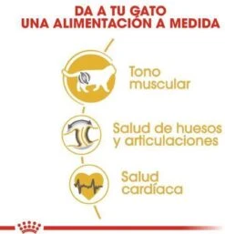 Royal Canin British Shorthair Adult - Kattenvoer - 2 Kg 26 Royal Canin British Shorthair Adult - Kattenvoer - 2 Kg -Kattenbenodigdheden Winkel 1154x1200 4