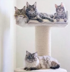 Krabpaal Voor Grote Katten Maine Coon Lounge Krabpaal - Beige - 60 X 60 X 120 Cm -Kattenbenodigdheden Winkel 1173x1200 2