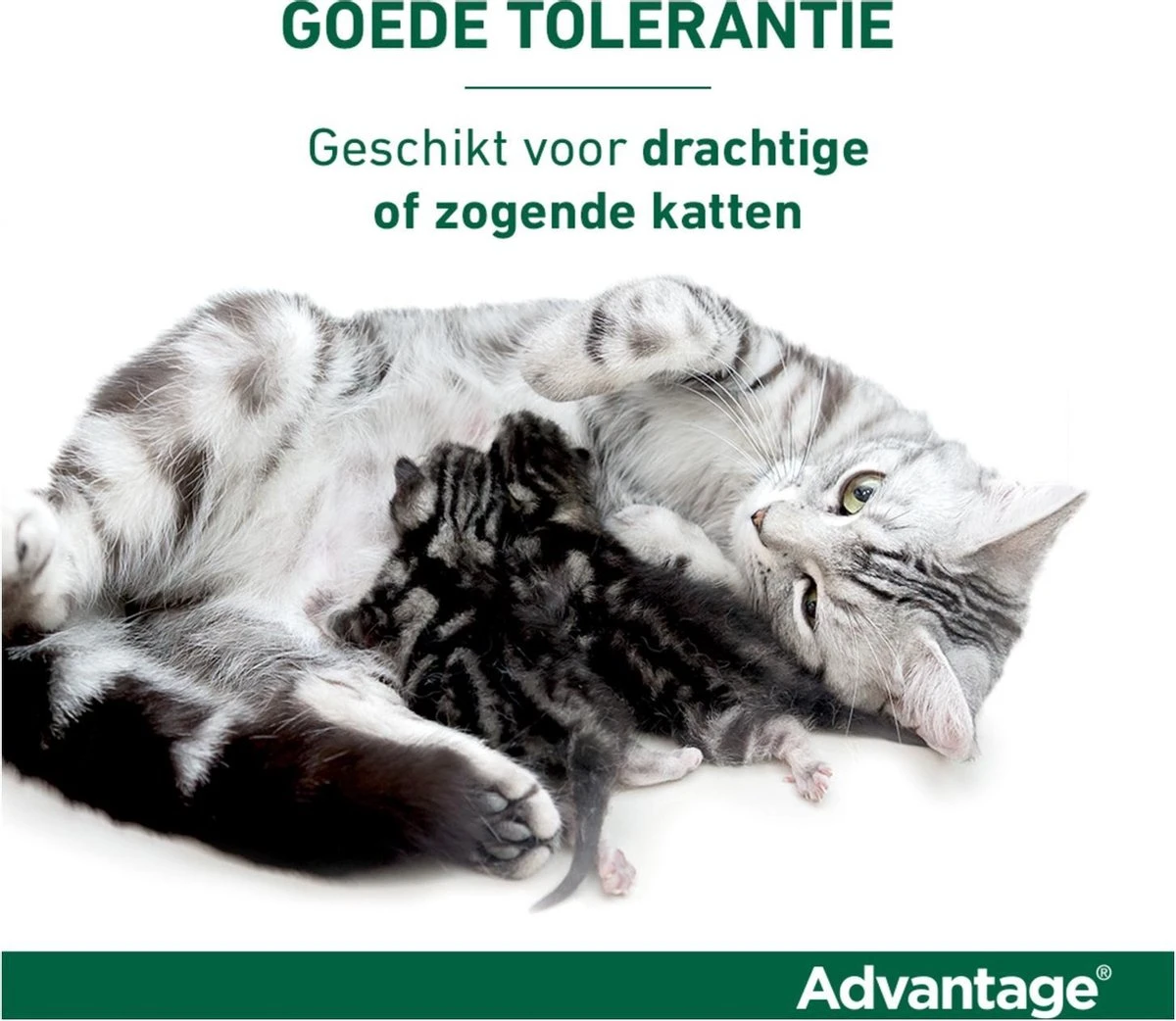 Bayer Anti Vlooienmiddel Advantage 80 > 4 Kg - 4 X 0,8 Ml 12 Bayer Anti Vlooienmiddel Advantage 80 > 4 Kg - 4 X 0,8 Ml - Afbeelding 12