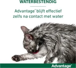 Bayer Anti Vlooienmiddel Advantage 80 > 4 Kg - 4 X 0,8 Ml 30 Bayer Anti Vlooienmiddel Advantage 80 > 4 Kg - 4 X 0,8 Ml -Kattenbenodigdheden Winkel 1200x1069 1