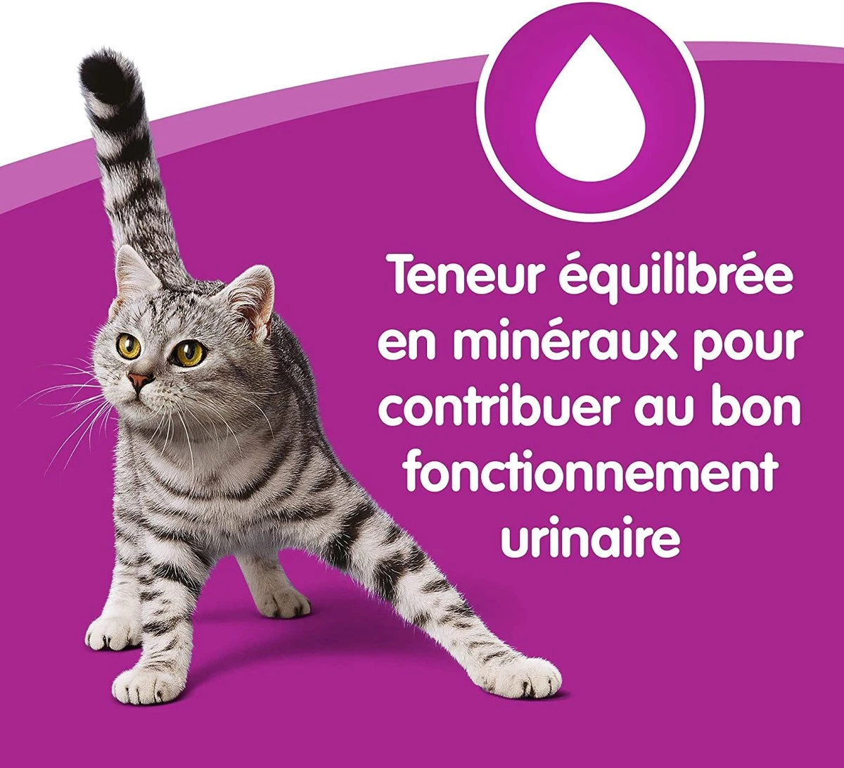 Whiskas 1 - Kattenvoer - Gehydrateerd - In Verschillende Smaken - 84 Stuks (84 X 100 G) 2 Whiskas 1 - Kattenvoer - Gehydrateerd - In Verschillende Smaken - 84 Stuks (84 X 100 G) - Afbeelding 2