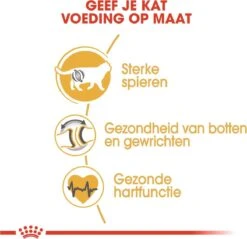 Royal Canin British Shorthair Adult - Kattenvoer - 2 Kg 20 Royal Canin British Shorthair Adult - Kattenvoer - 2 Kg -Kattenbenodigdheden Winkel 1200x1159 10