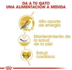 Royal Canin Sphynx Adult - Kattenvoer - 10 Kg -Kattenbenodigdheden Winkel 1200x1164