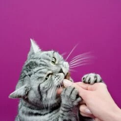 Whiskas Sticks Kattensnack - Kip - 14 X 6 Stuks -Kattenbenodigdheden Winkel 1200x1200 106