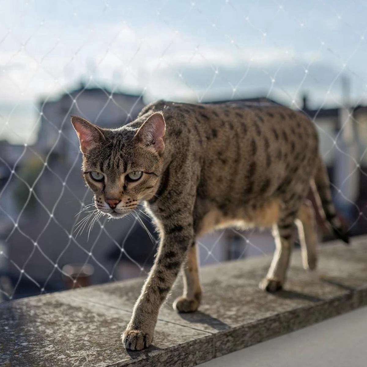 Kattennet Premium - 300 X 400 CM - Kattennet Voor Balkon - Transparant - Balkon Net - Makkelijk Te Monteren 6 Kattennet Premium - 300 X 400 CM - Kattennet Voor Balkon - Transparant - Balkon Net - Makkelijk Te Monteren - Afbeelding 6