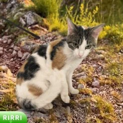 Rirri Kattenharnas Met Looplijn - Kattentuigje Met Looplijn Hoogwaardige Kwaliteit - Zwart 10 Rirri Kattenharnas Met Looplijn - Kattentuigje Met Looplijn Hoogwaardige Kwaliteit - Zwart -Kattenbenodigdheden Winkel 1200x1200 1214