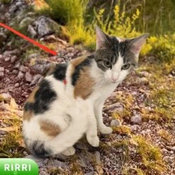 Rirri Kattenharnas Met Looplijn - Kattentuigje Met Looplijn Hoogwaardige Kwaliteit - Rood -Kattenbenodigdheden Winkel 1200x1200 1229