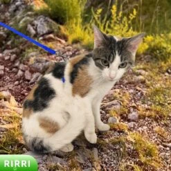 Rirri Kattenharnas Met Looplijn - Kattentuigje Met Looplijn Hoogwaardige Kwaliteit - Blauw 10 Rirri Kattenharnas Met Looplijn - Kattentuigje Met Looplijn Hoogwaardige Kwaliteit - Blauw -Kattenbenodigdheden Winkel 1200x1200 1248