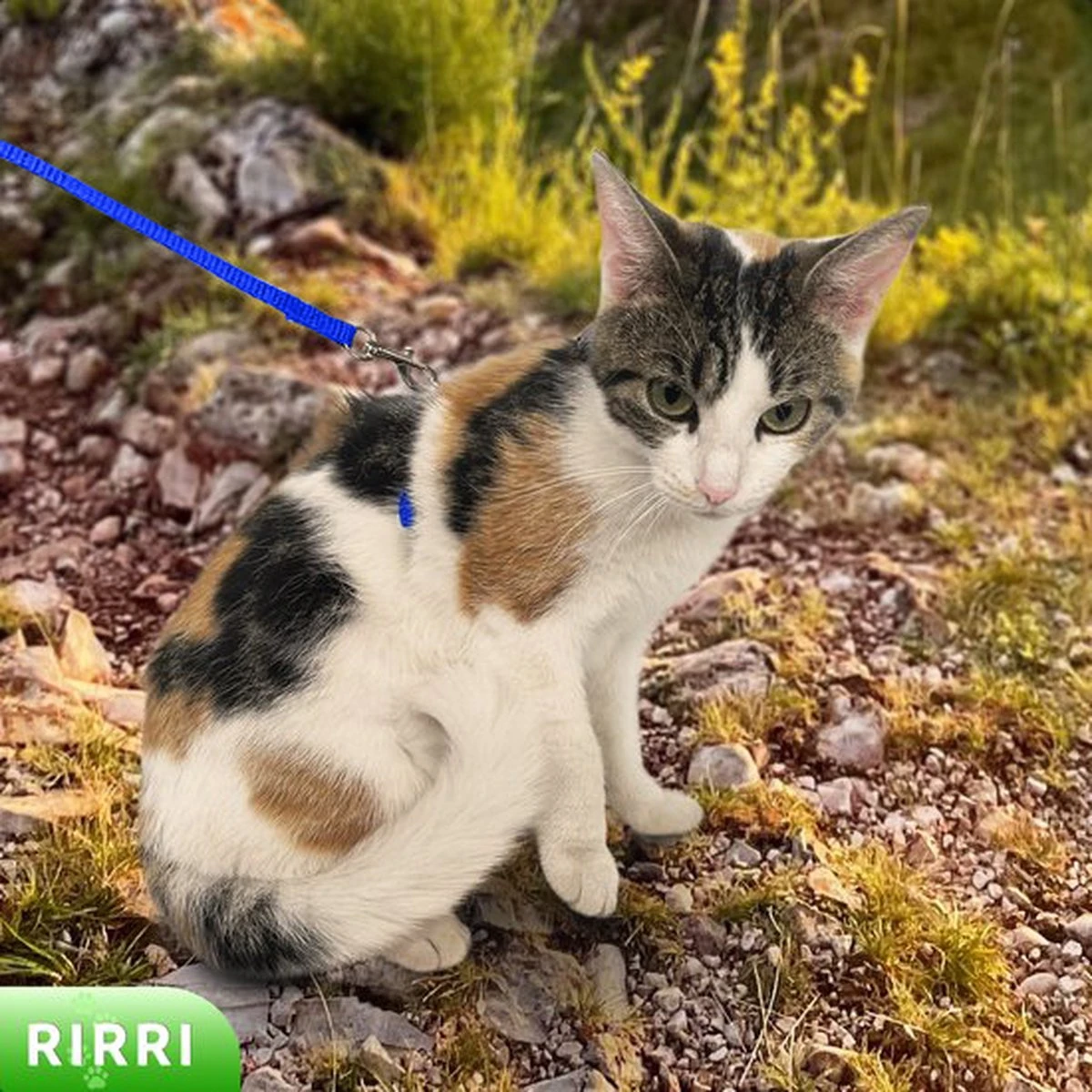 Rirri Kattenharnas Met Looplijn - Kattentuigje Met Looplijn Hoogwaardige Kwaliteit - Blauw 4 Rirri Kattenharnas Met Looplijn - Kattentuigje Met Looplijn Hoogwaardige Kwaliteit - Blauw - Afbeelding 4