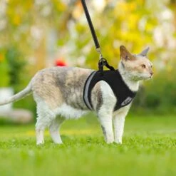 Merkloos Kattentuigje Met Looplijn | Zwart Kattenharnas | Easy Step In | Kattenriem | Kattenlijn | Kattentuig | Maat S 15 Merkloos Kattentuigje Met Looplijn | Zwart Kattenharnas | Easy Step In | Kattenriem | Kattenlijn | Kattentuig | Maat S -Kattenbenodigdheden Winkel 1200x1200 1273