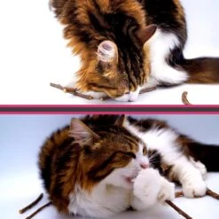 Make Me Purr Matatabi Sticks (20 Stuks) - Silver Vine Kattenkruid Stokjes - Catnip Effect Kauwstokjes - Kattensnack Kattensnoepjes - Kattenspeelgoed Kattenspeeltjes -Kattenbenodigdheden Winkel 1200x1200 193