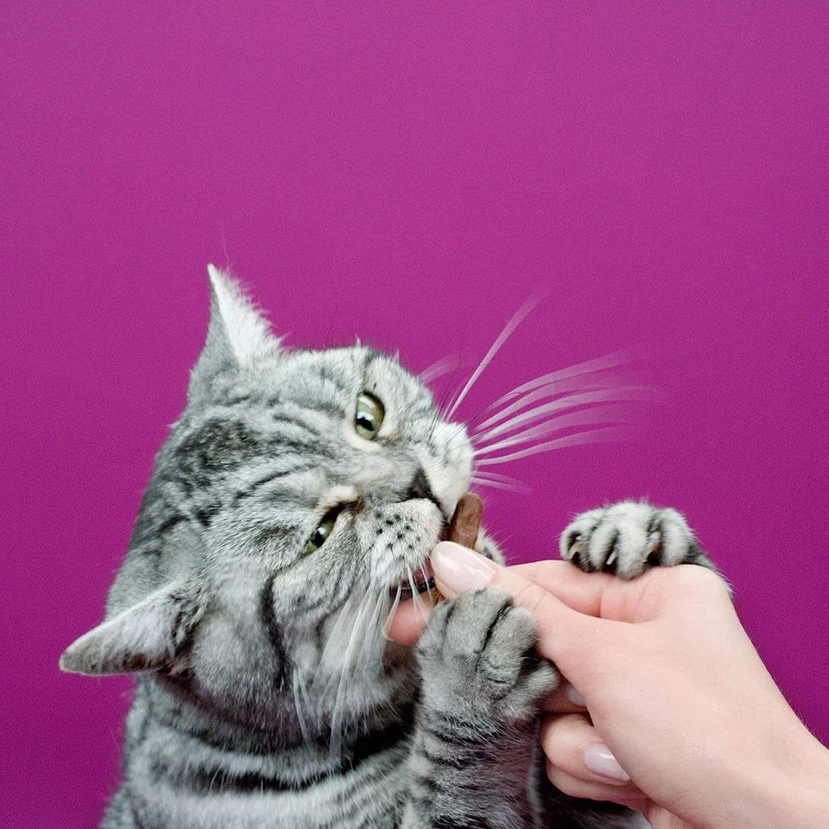 Whiskas Sticks Kattensnack - Zalm - 14 X 6 Stuks 2 Whiskas Sticks Kattensnack - Zalm - 14 X 6 Stuks - Afbeelding 2