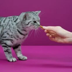 Whiskas Temptations Kattensnacks - Kip En Kaas - 8 X 60 Gr 9 Whiskas Temptations Kattensnacks - Kip En Kaas - 8 X 60 Gr -Kattenbenodigdheden Winkel 1200x1200 219