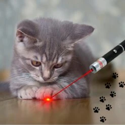 Katten Laser - Dierenwinkel Nederland