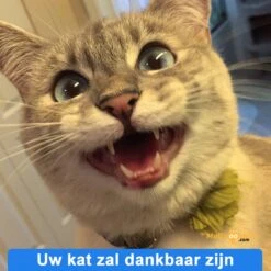 Anti-parasitaire Druppels Tegen Vlooien, Teken, Mijten En Luizen - Voor Katten Vanaf 12 Weken -Kattenbenodigdheden Winkel 1200x1200 27