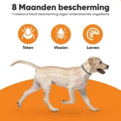 Nafurapets Vlooienband Voor Hond – Anti Vlooien – Teken Band – 100% Natuurlijk – 8 Maanden Bescherming – Grote & Kleine Hond -Kattenbenodigdheden Winkel 1200x1200 30