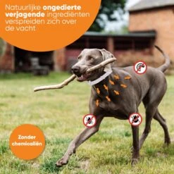 Nafurapets Vlooienband Voor Hond – Anti Vlooien – Teken Band – 100% Natuurlijk – 8 Maanden Bescherming – Grote & Kleine Hond -Kattenbenodigdheden Winkel 1200x1200 33