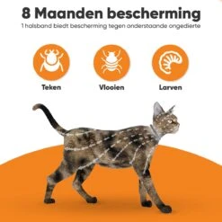 Nafurapets Vlooienband Voor Kat – Anti Vlooien – Teken Band – 100% Natuurlijk – 8 Maanden Bescherming – Grote & Kleine Kat 11 Nafurapets Vlooienband Voor Kat – Anti Vlooien – Teken Band – 100% Natuurlijk – 8 Maanden Bescherming – Grote & Kleine Kat -Kattenbenodigdheden Winkel 1200x1200 39