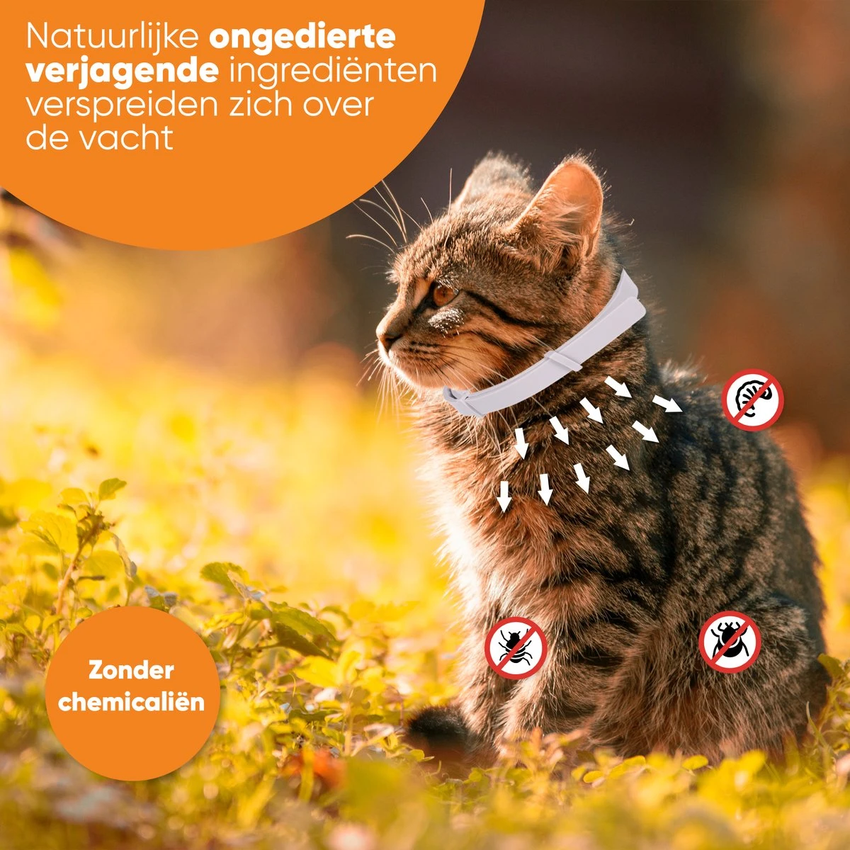 Nafurapets Vlooienband Voor Kat – Anti Vlooien – Teken Band – 100% Natuurlijk – 8 Maanden Bescherming – Grote & Kleine Kat 8 Nafurapets Vlooienband Voor Kat – Anti Vlooien – Teken Band – 100% Natuurlijk – 8 Maanden Bescherming – Grote & Kleine Kat - Afbeelding 8
