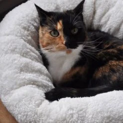 All For Paws Donut Bed – Kattenmand – Biedt Warmte En Comfort Voor Katten Of Kleine Honden – Ø 45cm – Beige – Wasbaar Met De Hand -Kattenbenodigdheden Winkel 1200x1200 478