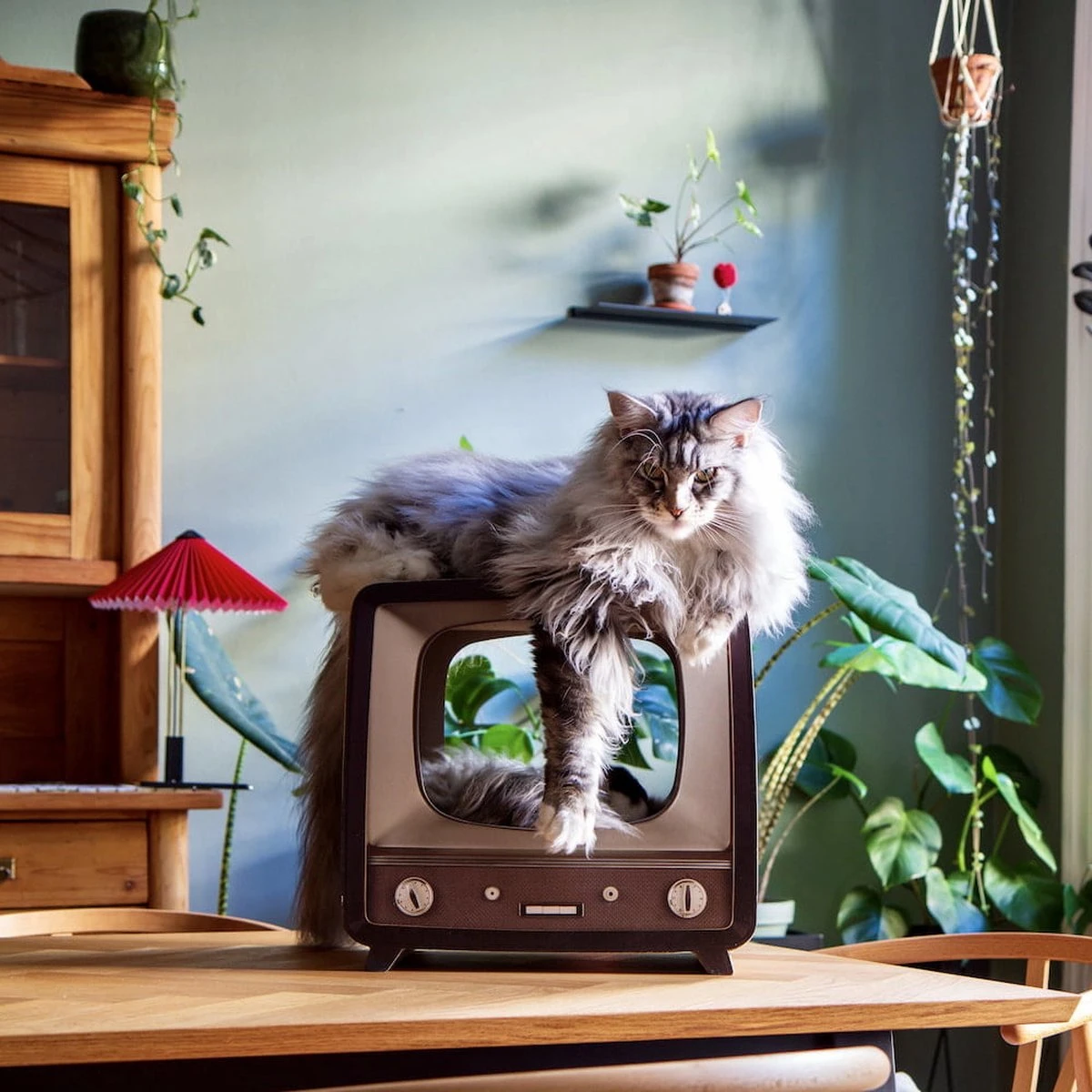 District 70 TELLY - Retro TV Krabmeubel - Instagrammable Kartonnen TV Voor Katten - 39 X 27 X 37 Cm 1 District 70 TELLY - Retro TV Krabmeubel - Instagrammable Kartonnen TV Voor Katten - 39 X 27 X 37 Cm