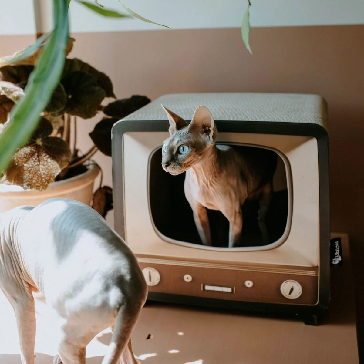 District 70 TELLY - Retro TV Krabmeubel - Instagrammable Kartonnen TV Voor Katten - 39 X 27 X 37 Cm 10 District 70 TELLY - Retro TV Krabmeubel - Instagrammable Kartonnen TV Voor Katten - 39 X 27 X 37 Cm - Afbeelding 10