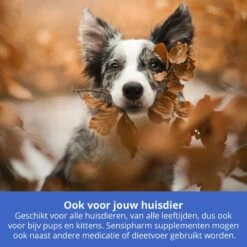 Sensipharm Omniderma Voor Kat, Hondje, Cavia, Konijn - Voedingssupplement Voor Huid En Vacht, Bij Jeuk, Eczeem & Hotspot - 90 Tabletten à 250 Mg -Kattenbenodigdheden Winkel 1200x1200 5