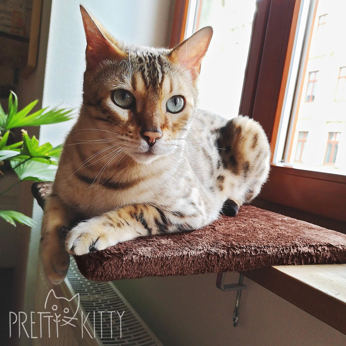 PRETTY KITTY Cat Window Bed 32x41cm: Knuffelig Kattenbed Voor De Vensterbank, Premium Kattenbed Fluffy Voor Het Raam, Vensterbank Kat - Wasbaar, Vensterbank Kat 4 PRETTY KITTY Cat Window Bed 32x41cm: Knuffelig Kattenbed Voor De Vensterbank, Premium Kattenbed Fluffy Voor Het Raam, Vensterbank Kat - Wasbaar, Vensterbank Kat - Afbeelding 4