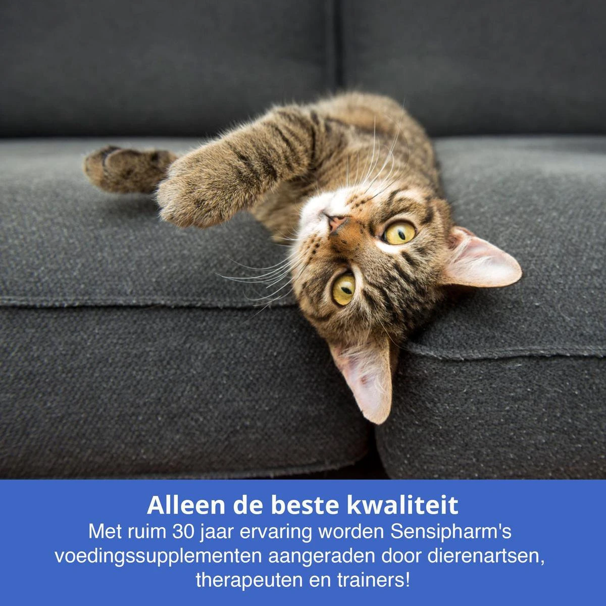 Sensipharm Urologist Aid Voor Kat, Hondje, Cavia, Konijn - Bij Blaasontsteking, Blaasgruis, Struviet, Oxalaat & Nierstenen - 90 Tabletten à 250 Mg 5 Sensipharm Urologist Aid Voor Kat, Hondje, Cavia, Konijn - Bij Blaasontsteking, Blaasgruis, Struviet, Oxalaat & Nierstenen - 90 Tabletten à 250 Mg - Afbeelding 5