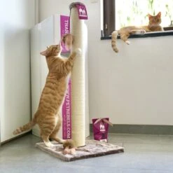 Petrebels Maine 90 Krabpaal - Cappuccino - 40 X 40 X 90 Cm - Extra Stabiel -Kattenbenodigdheden Winkel 1200x1200 640