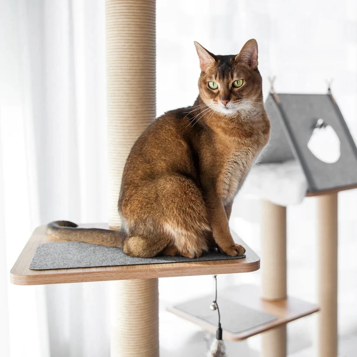 BeOneBreed Katt3 EVO Tower - Krabpaal Voor Katten Van Vloer Tot Plafond – Inclusief 3 Vilten Matjes En Hangspeeltje - Gelamineerd Hout - Maximale Hoogte 254 Cm 7 BeOneBreed Katt3 EVO Tower - Krabpaal Voor Katten Van Vloer Tot Plafond – Inclusief 3 Vilten Matjes En Hangspeeltje - Gelamineerd Hout - Maximale Hoogte 254 Cm - Afbeelding 7