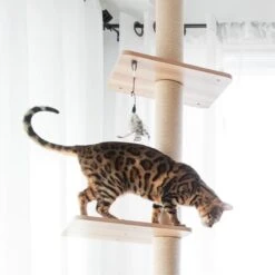 BeOneBreed Katt3 EVO Tower - Krabpaal Voor Katten Van Vloer Tot Plafond – Inclusief 3 Vilten Matjes En Hangspeeltje - Gelamineerd Hout - Maximale Hoogte 254 Cm 17 BeOneBreed Katt3 EVO Tower - Krabpaal Voor Katten Van Vloer Tot Plafond – Inclusief 3 Vilten Matjes En Hangspeeltje - Gelamineerd Hout - Maximale Hoogte 254 Cm -Kattenbenodigdheden Winkel 1200x1200 655