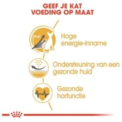 Royal Canin Sphynx Adult - Kattenvoer - 10 Kg -Kattenbenodigdheden Winkel 1200x1200 67