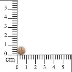 Sensipharm Omniderma Voor Kat, Hondje, Cavia, Konijn - Voedingssupplement Voor Huid En Vacht, Bij Jeuk, Eczeem & Hotspot - 90 Tabletten à 250 Mg -Kattenbenodigdheden Winkel 1200x1200 7