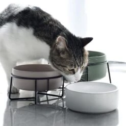 GIZMO 2x Voerbak Kat - 400 Ml - Groen - Keramische Drink- & Voerbakken Met Standaard - 13 Cm - 2 Stuks 22 GIZMO 2x Voerbak Kat - 400 Ml - Groen - Keramische Drink- & Voerbakken Met Standaard - 13 Cm - 2 Stuks -Kattenbenodigdheden Winkel 1200x1200 862