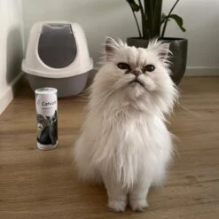 Catuals Kattenbakvulling Geurverdrijver - Neutraliseert Urinegeur Van Katten - Cotton Fresh - 500g 9 Catuals Kattenbakvulling Geurverdrijver - Neutraliseert Urinegeur Van Katten - Cotton Fresh - 500g -Kattenbenodigdheden Winkel 1200x1200 899