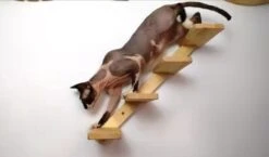 Kattentrap Hout - Linksonder Naar Rechtsboven - Handgemaakte Kattenladder - Katten Klimmuur Klimwand 11 Kattentrap Hout - Linksonder Naar Rechtsboven - Handgemaakte Kattenladder - Katten Klimmuur Klimwand -Kattenbenodigdheden Winkel 1200x706