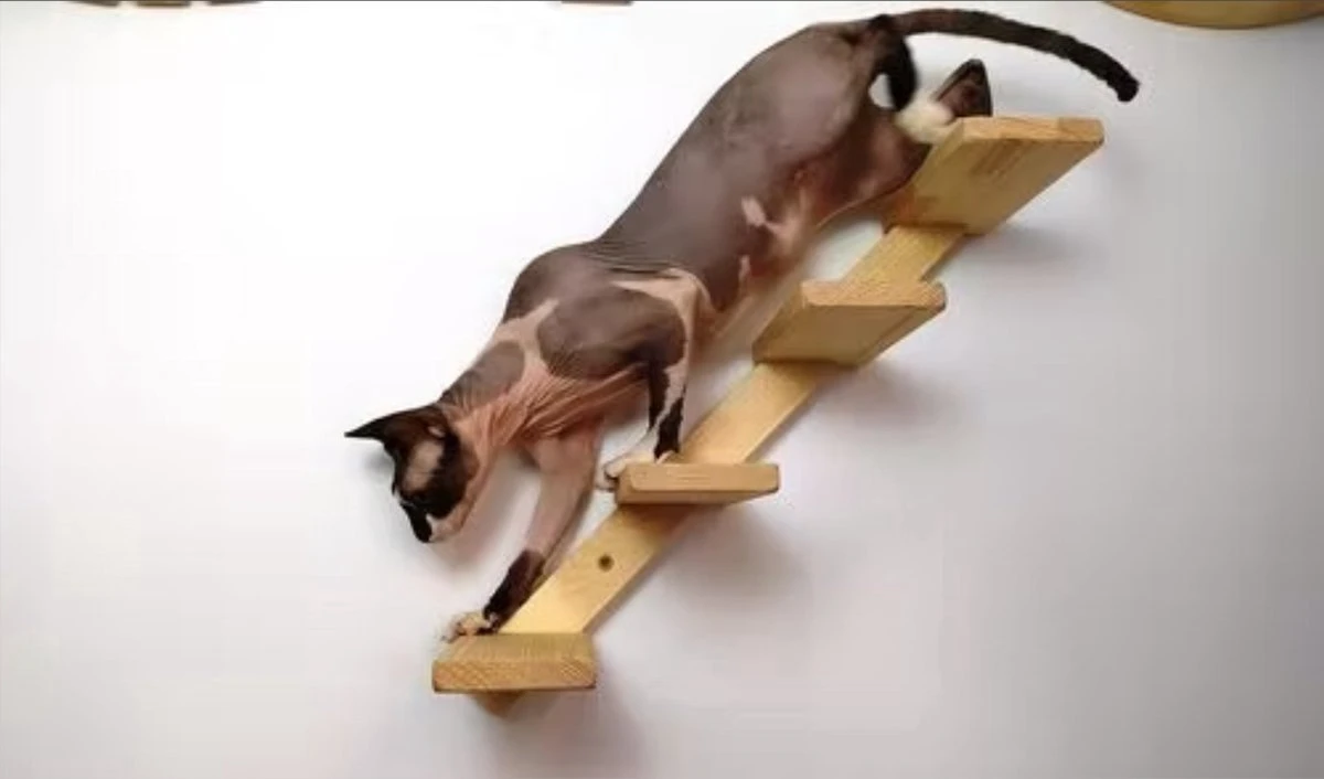 Kattentrap Hout - Linksonder Naar Rechtsboven - Handgemaakte Kattenladder - Katten Klimmuur Klimwand 6 Kattentrap Hout - Linksonder Naar Rechtsboven - Handgemaakte Kattenladder - Katten Klimmuur Klimwand - Afbeelding 6