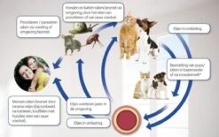 Beaphar Milquestra Kleine Kat/kitten - 0,5 Tot 4 Kg - 2 Tabletten -Kattenbenodigdheden Winkel 1200x751 2