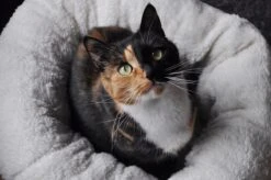 All For Paws Donut Bed – Kattenmand – Biedt Warmte En Comfort Voor Katten Of Kleine Honden – Ø 45cm – Beige – Wasbaar Met De Hand -Kattenbenodigdheden Winkel 1200x796 2