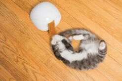 FroliCat Vossenhol - Automatische Kattenplager - Kattenspeelgoed -Kattenbenodigdheden Winkel 1200x799 1