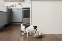 PetSafe® Seaside Stainless Steel Pet Fountain - RVS Drinkfontein Voor Katten En Kleine Honden - Water Borrelt Zacht Over De Toren - Door Het Design Van Alle Kanten Bereikbaar - 1,8 Liter - PetSafe Seaside 12 PetSafe® Seaside Stainless Steel Pet Fountain - RVS Drinkfontein Voor Katten En Kleine Honden - Water Borrelt Zacht Over De Toren - Door Het Design Van Alle Kanten Bereikbaar - 1,8 Liter - PetSafe Seaside -Kattenbenodigdheden Winkel 1200x799 19