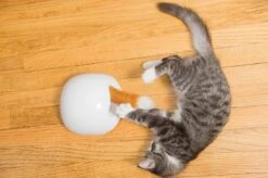 FroliCat Vossenhol - Automatische Kattenplager - Kattenspeelgoed -Kattenbenodigdheden Winkel 1200x799 2