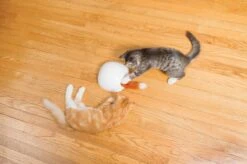 FroliCat Vossenhol - Automatische Kattenplager - Kattenspeelgoed -Kattenbenodigdheden Winkel 1200x799