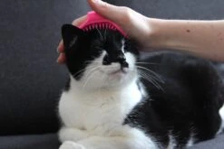 Merkloos Vacht Verzorgingsborstel Voor Hond En Kat (willekeurige Kleur) - Kattenborstel - Hondenborstel - Verstelbaar -Kattenbenodigdheden Winkel 1200x800 88